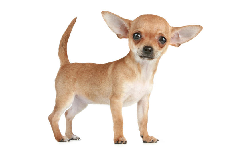 Chihuahua