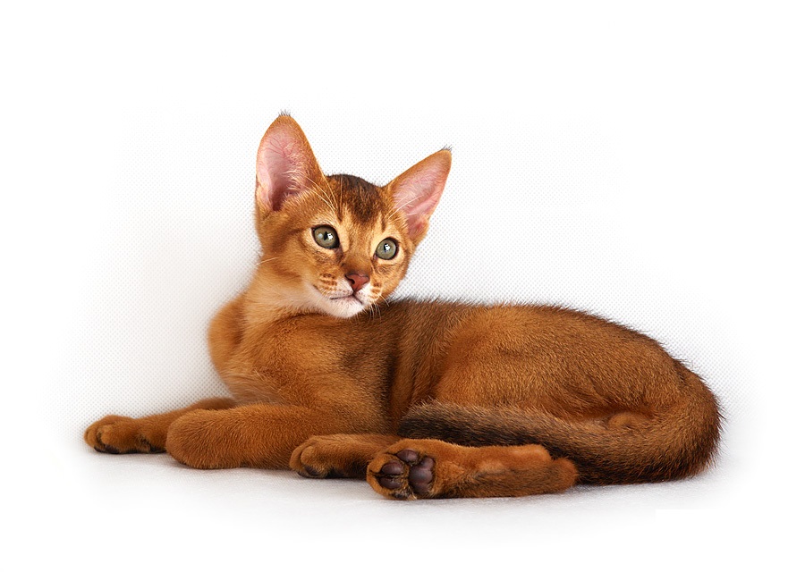 Abyssinian cat