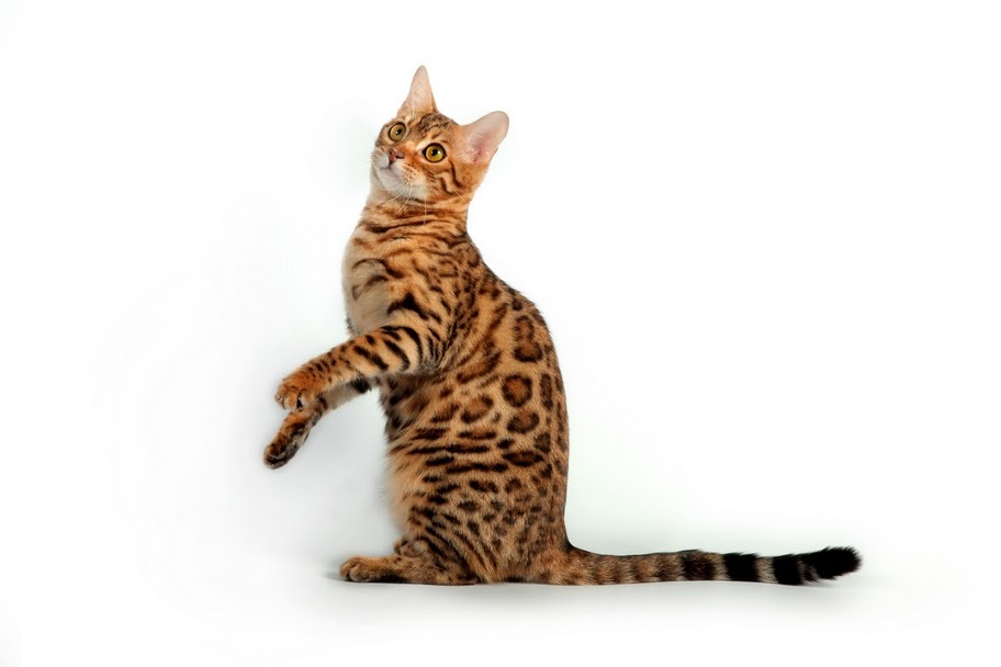 Bengal