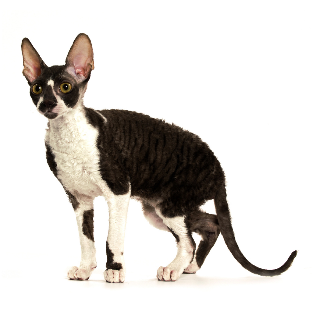 Cornish Rex