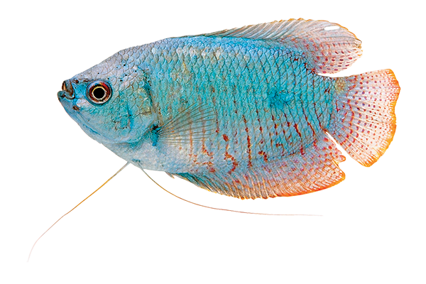 Marmurowe gourami