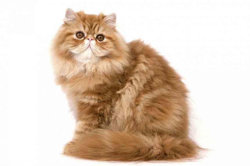 Persian cat