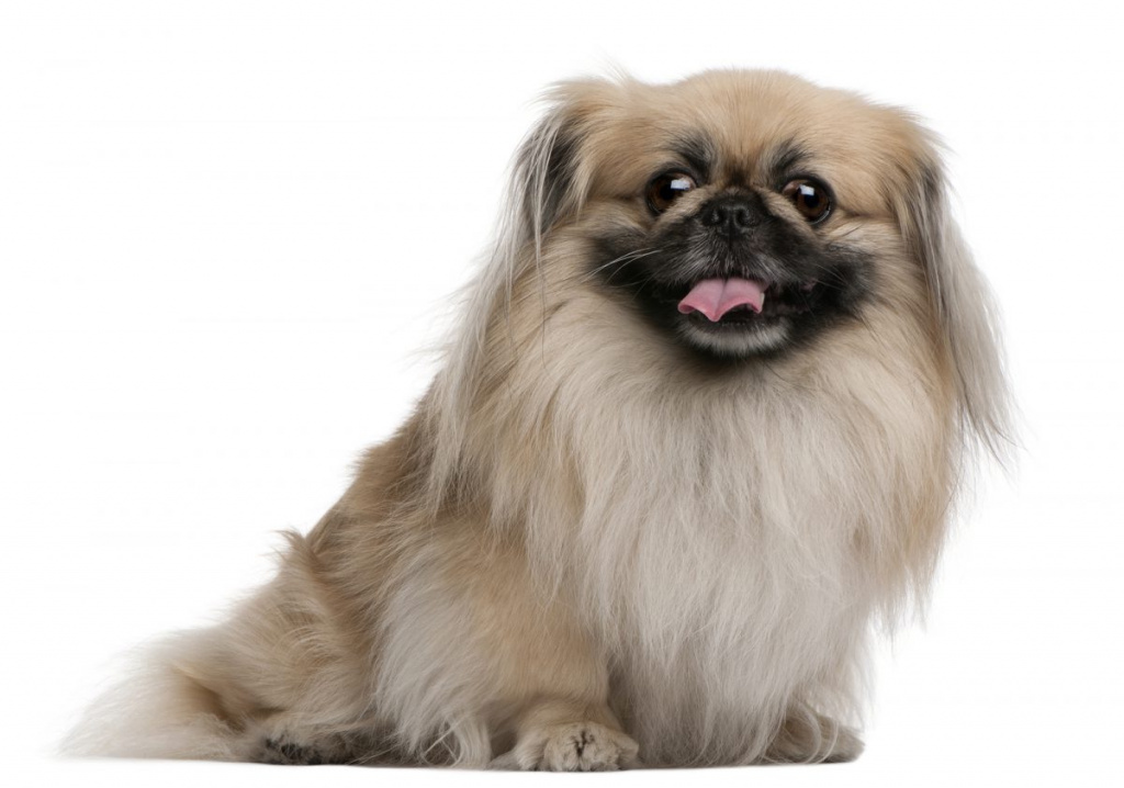 Pekingese