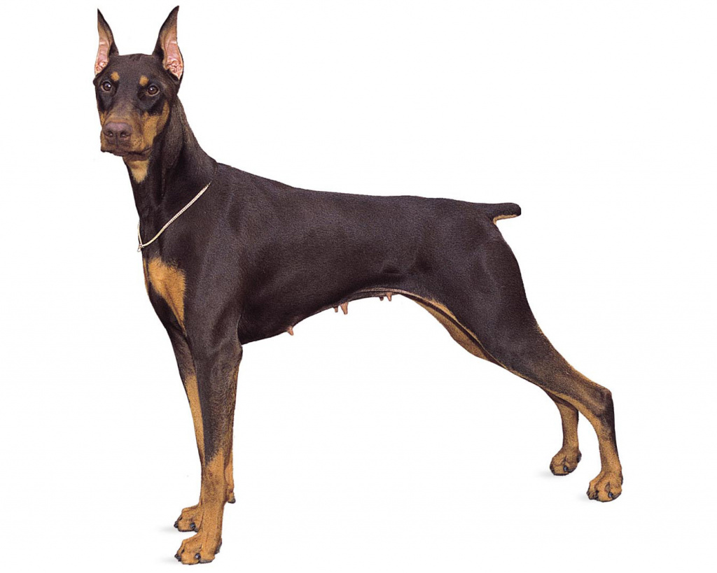 Doberman