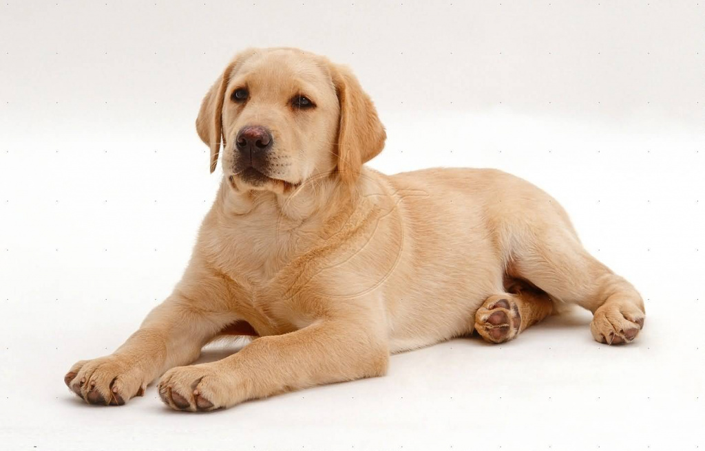 Labrador retriever