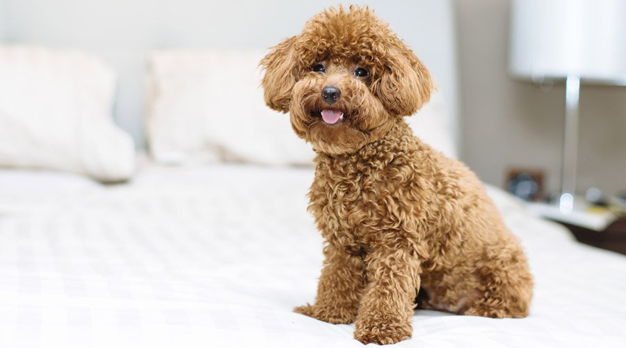 Miniature Poodle