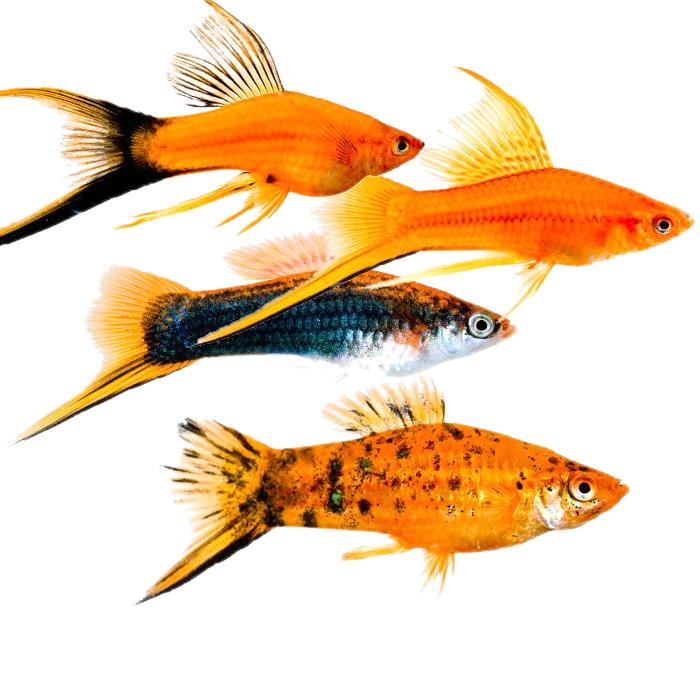 Swordtails