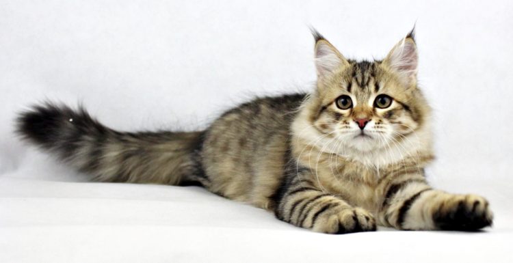 Siberian cat