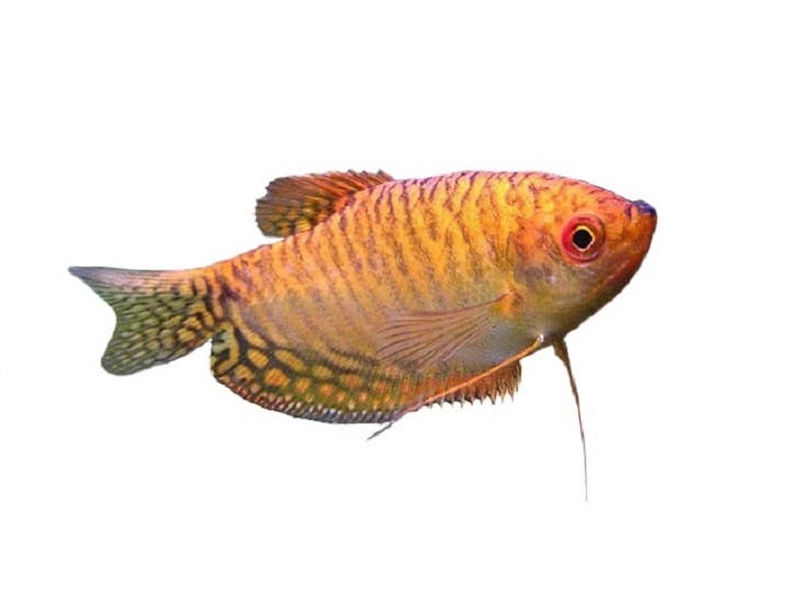 Gourami