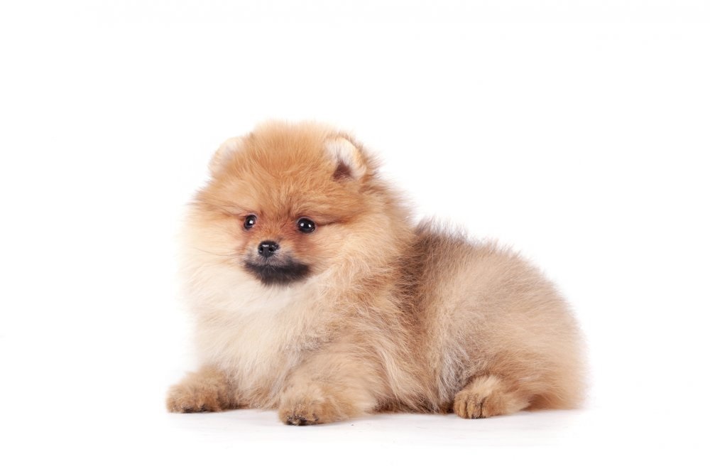 Pomeranian spitz