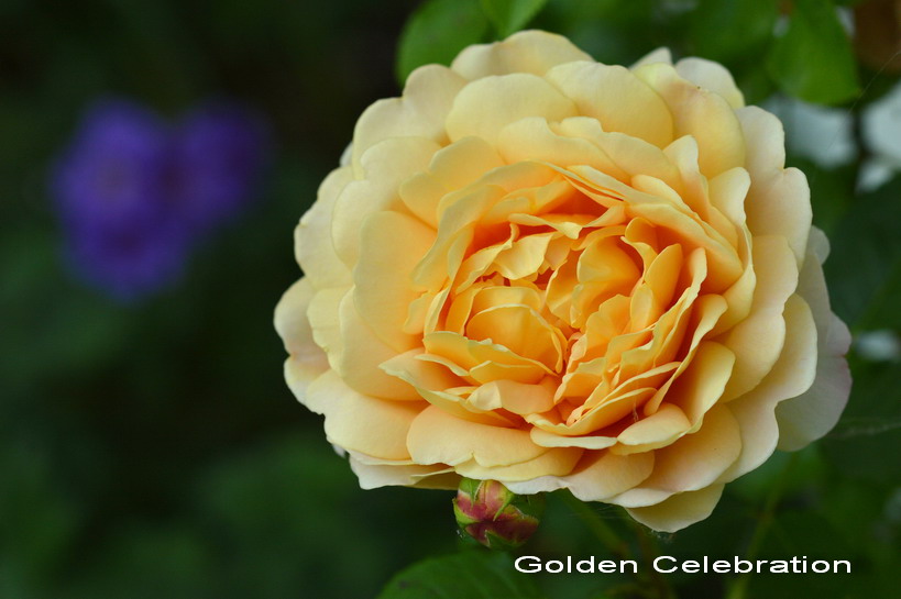 Rose Rose Bush Golden Celebration Buy