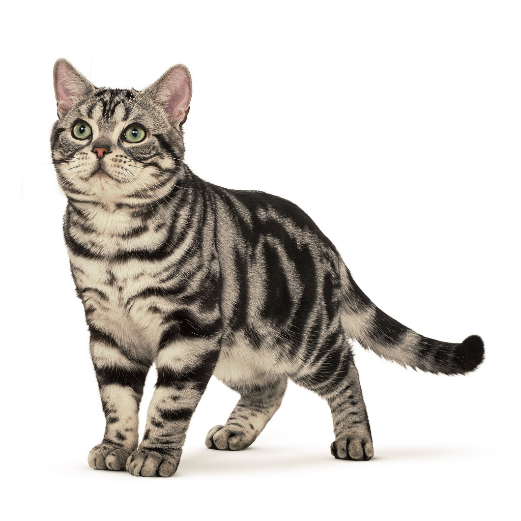 American shorthair cat