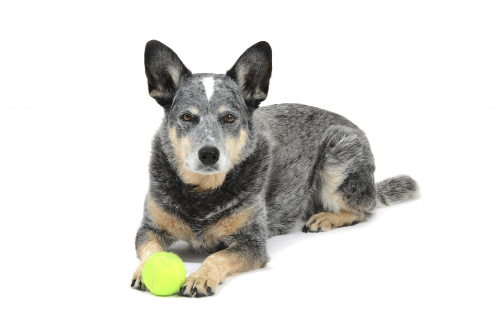 Australian Cattle Dog