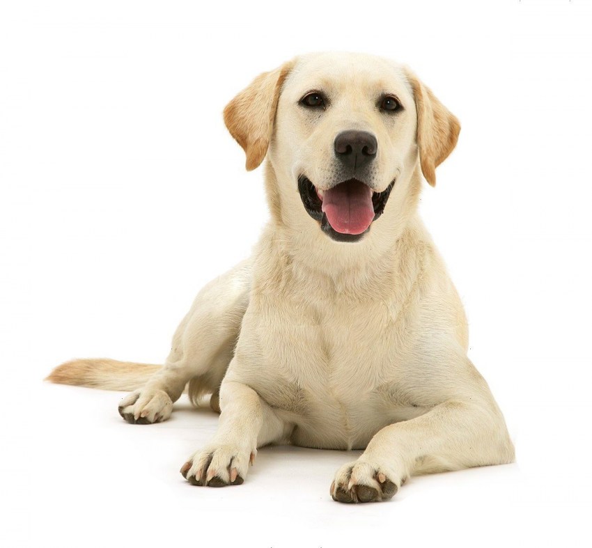 LABRADOR RETRIEVER.jpg