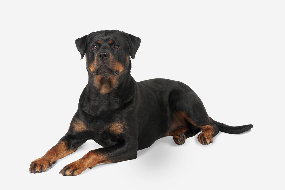 Rottweiler