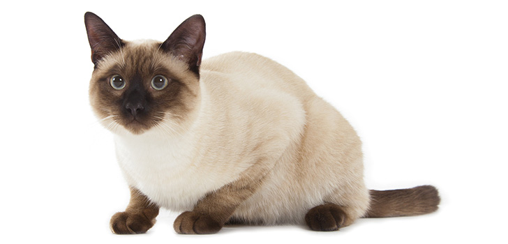 Siamese cat