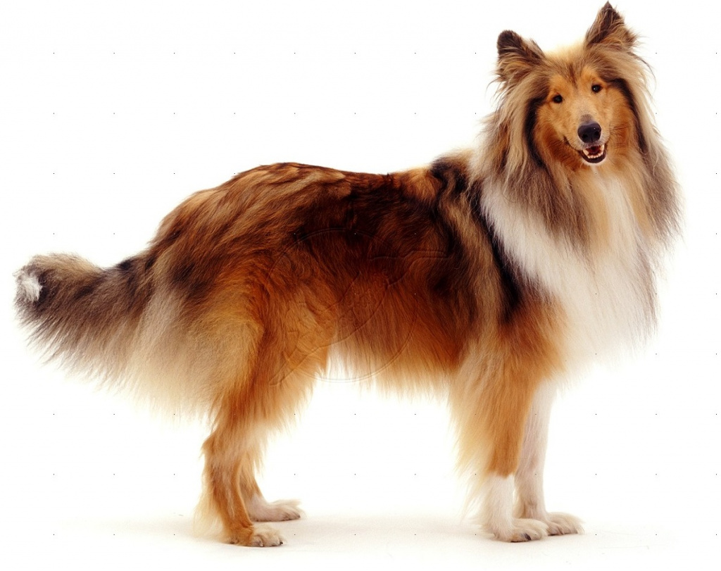 Collie