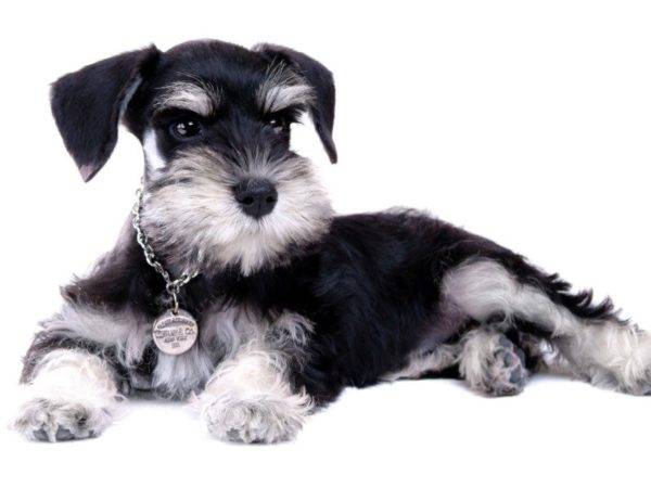 Miniature schnauzer