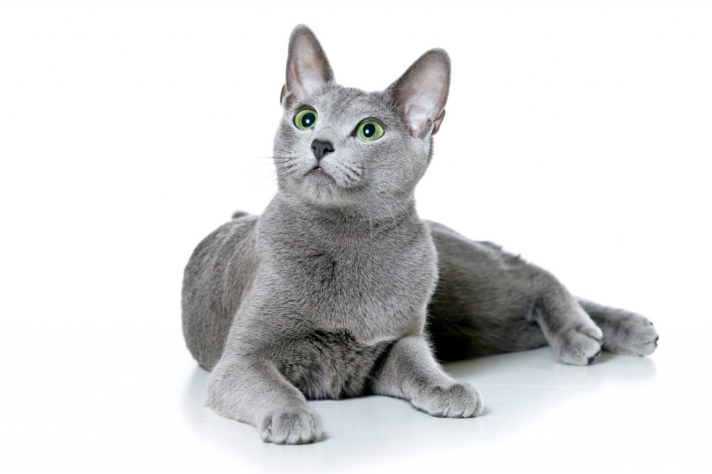 Russian blue cat