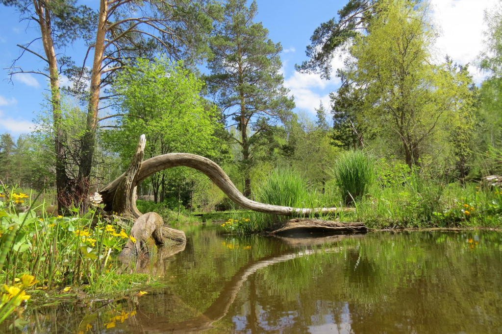 Central Siberian Botanical Garden