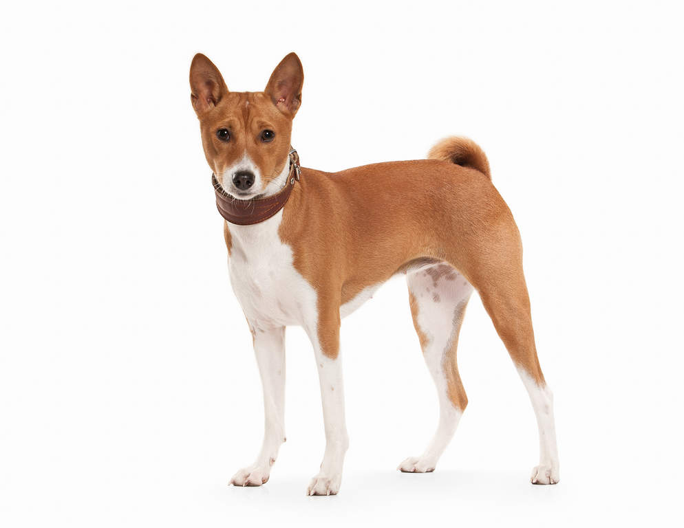 Basenji