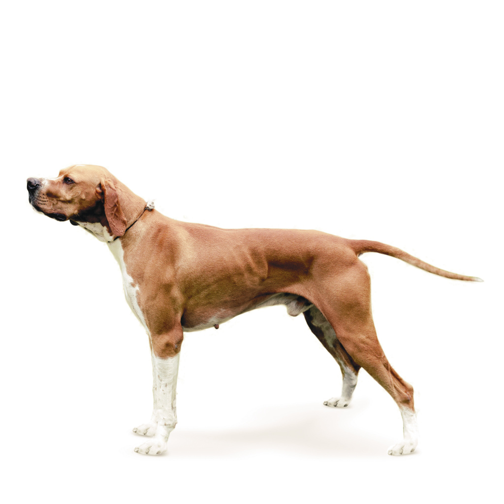 ENGLISH POINTER.jpg