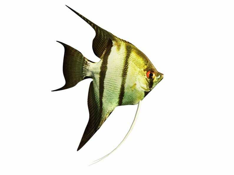 Angelfish