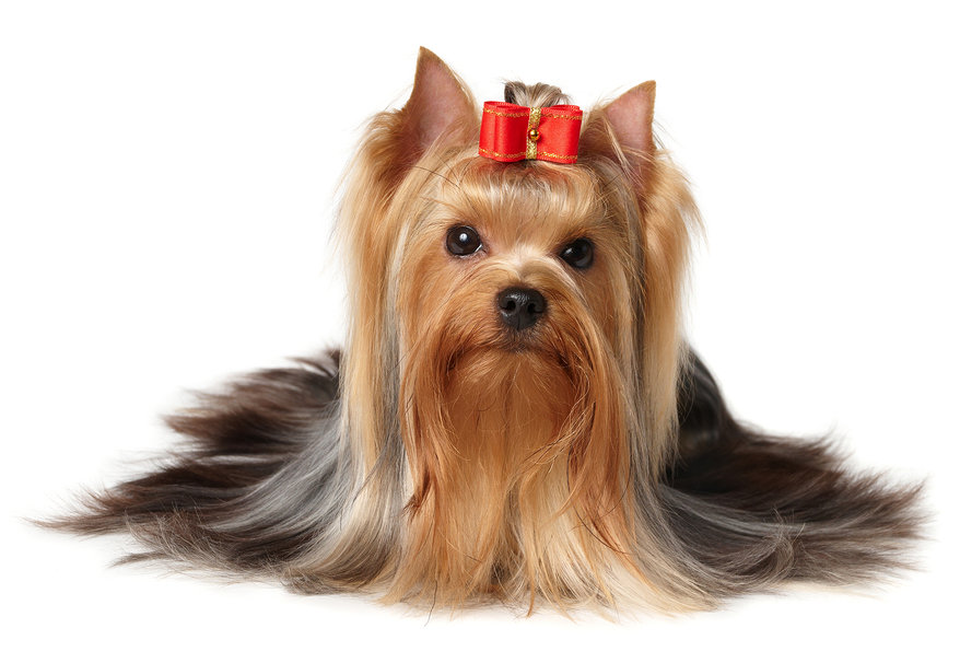 Yorkshire terrier