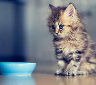 11 best feeds for kittens