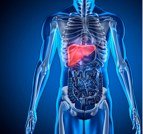 10 best liver products