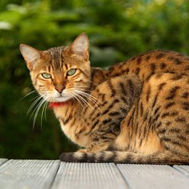 18 best cat breeds