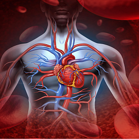 14 best drugs for the heart and blood vessels