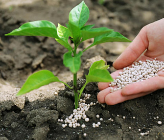 7 best nitrogen fertilizers