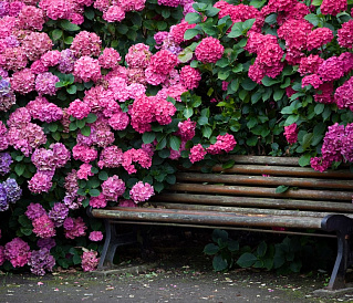 17 best varieties of hydrangeas