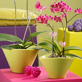 6 most unusual and beautiful pots for orchids