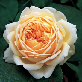 6 best varieties of Austin roses