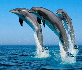 9 best dolphinariums of Crimea