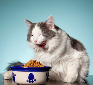 19 best premium cat food