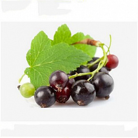 14 best varieties of black currant