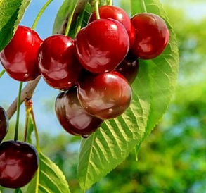 14 best varieties of sweet cherry