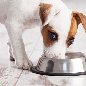 10 best dog food of small breeds