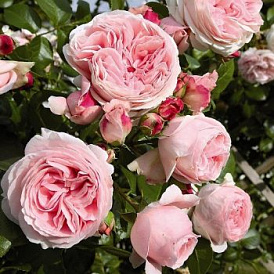 6 best varieties of climbing roses