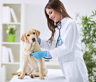 14 best veterinary clinics in Moscow