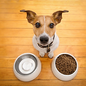 9 best holistic dog food