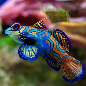 15 best aquarium fish