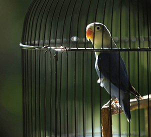 8 best cages for birds