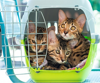 8 best cat carriers