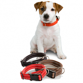 10 best flea collars