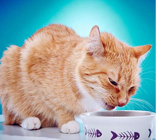 8 top holistic class cat food